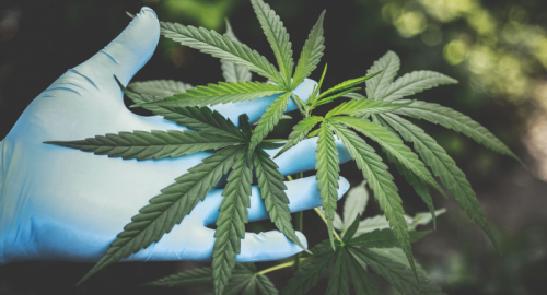 Marijuana e armi, svolta della Corte Suprema USA